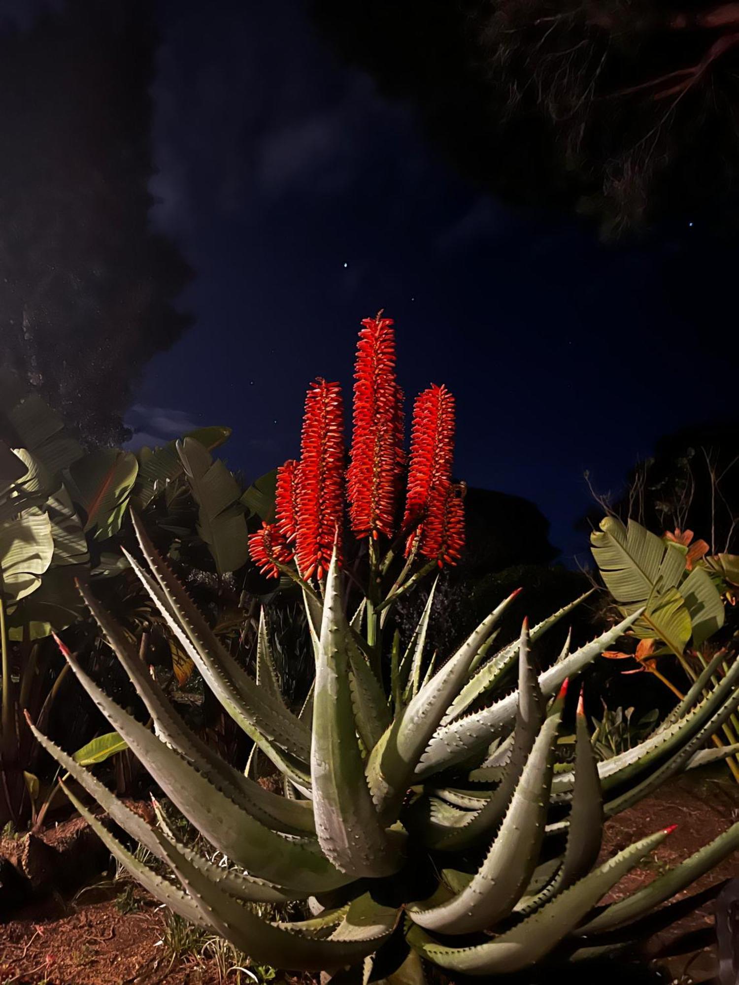 Villa Boheme Costa Brava カロンジェ エクステリア 写真